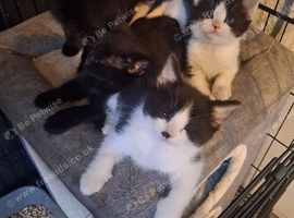 British Shorthair cross kittens