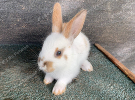 Baby rabbit 12 weeks old