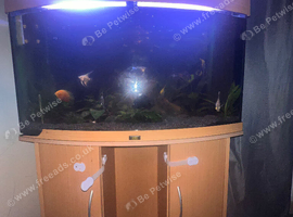 Tropical fish and tank