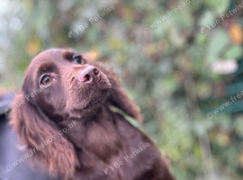 Last girl left cocker spaniel puppy