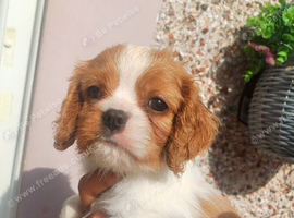 Beautiful cavalier puppies