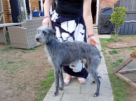 1 male and 1 female bedlington lurcher