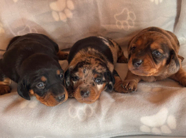 Stunning mini dachshund puppies