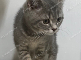 Gorgeous pure British shorthaired kittens