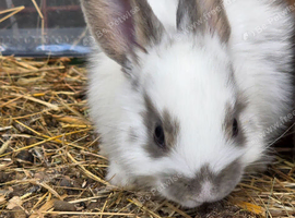 Beautiful litter of rabbits