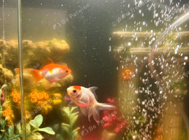 Fish tank and 5 fish
