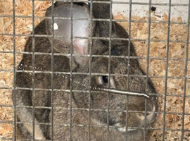 Sad sale of my beautiful giant continental rabbits see pics
