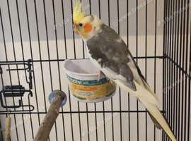 Cockatiel with cage and accessories for sale