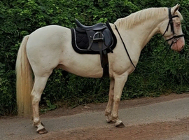 Stunning 14.1hh 6yo cremello WPB gelding