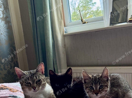 3 kittens for sale