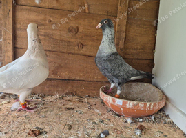 Pigeons