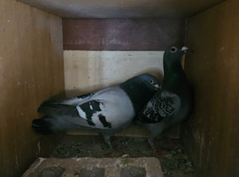 Pigeons