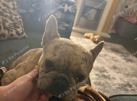 Female French bulldog