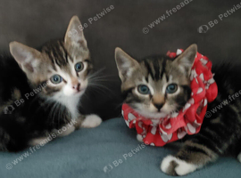 2 lovely Kittens <3