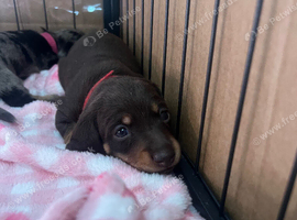 Miniature dachshund puppies