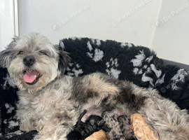 shihpoo puppies