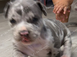 Pocket Bullyz puppy available aswell