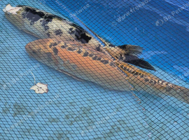 Koi