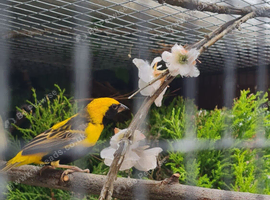Yellow crowned bishop cock bird