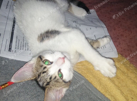 Loving female kitten