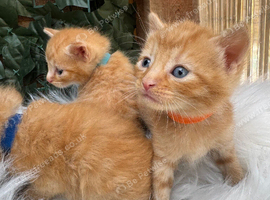 BEAUTIFUL GINGER AND GREY TABBY KITTENS TO RESERVE