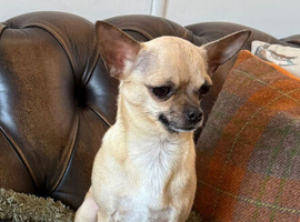 Chihuahua girl