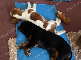 Heartbreaking sale of our fur babies