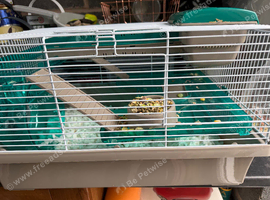 Male hamster for sale