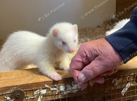 Ferrets Kits for Sale