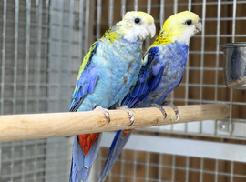 Rosella