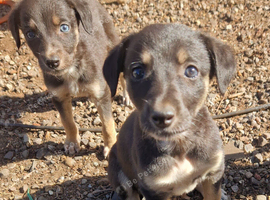 Saluki cross greyhound puppies