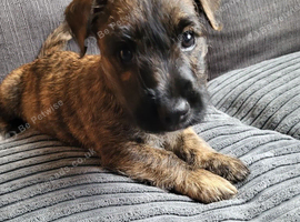 Scottish/Westie cross lakeland terrier