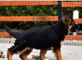 LONGHAIRED SHOW TYPE GSD PUPPIES KC DNA TESTED PARENTS
