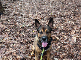 7yr old German shepherd x American bulldog