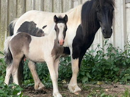 Cob cross Dartmoor colt foal