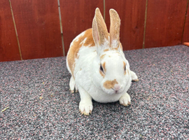 Stunning mini Rex 1 LEFT