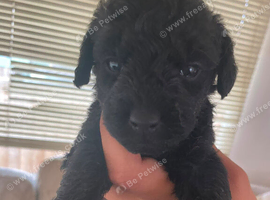 5 beautiful toy poodles x lakeland terrier puppies