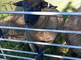 Suffolk rams