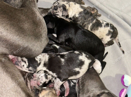 Whippet x collie greyhound puppies
