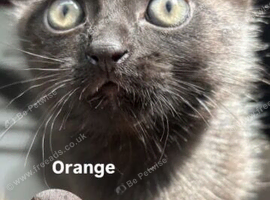 Siamese