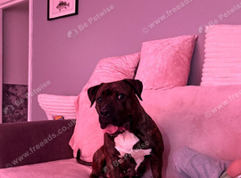 Staffy brindle / Cane corso