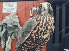 Lovely female Gyr saker for sale