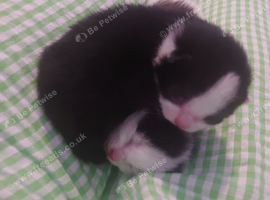 Two black and white kittens available 20th September