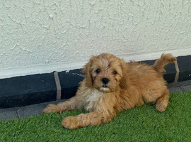 2 male F1 Cavapoos