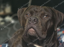 9 month old staffy cross american staff
