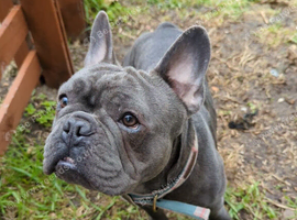 French bulldog male 3 years old