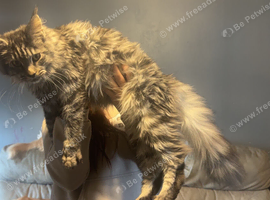 Female mainecoon active register