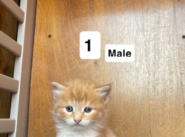 5 kittens looking for a forever loving home
