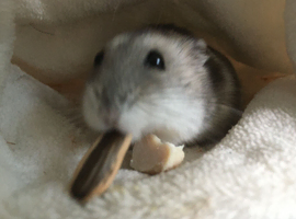 Dwarf Hamster and cage, terrarium, tunnels, food, sand and accessories