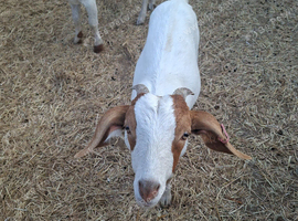 Goat kids